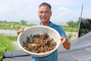 Nghệ An: Anh nông dân huyện lúa thu bộn tiền nhờ "thả" cua trên ruộng