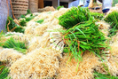 Thứ cây trồng ngắn ngày, chi phí ít, nhổ lên củ thơm lừng giúp nông dân Bình Định thu nhập khá