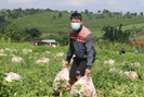 Không có tiền, anh nông dân Đắk Nông "chơi lớn", gửi tặng người dân TPHCM cả vườn cải trăm triệu