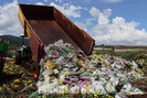 Vì sao hàng vạn cành hoa Đà Lạt xuất khẩu sang Úc buộc phải cho "quay đầu" về để tiêu hủy?