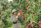 GrabConnect kết nối tiêu thụ vải thiều cho nông dân Bắc Giang