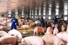 Giá thịt lợn hơi giảm mạnh, hộ chăn nuôi cần tính phương án sản xuất phù hợp
