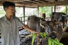 Lai Châu: Nông dân người Thái làm giàu từ mô hình kinh tế tổng hợp