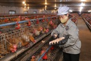 Bắc Giang: Gà được chăm sóc đặc biệt, ở "phòng lạnh", HTX này bán 1 triệu con giống/năm, thu tiền tỷ