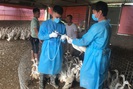 Hà Nội: Lần đầu tiên xuất hiện cúm gia cầm A/H5N8 ở huyện Ba Vì, kiểm soát chặt, bảo vệ đàn gia cầm