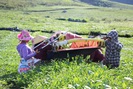 Nông dân Vân Hồ sống khoẻ và thu nhập cao từ cây chè Shan Tuyết