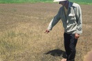 TT-Huế: Lúa chết rụi sau khi phun thuốc trừ cỏ nhãn hiệu Halosuper 250WP