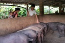 Lai Châu: Dịch tả lợn Châu Phi bùng phát trở lại