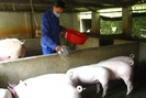 Giá lợn hơi giảm, có trang trại tồn hàng phải nuôi "báo cô" hàng chục nghìn con