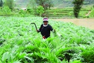 Người Dao ở Nặm Đăm làm du lịch, trồng cây dược liệu thu tiền tỷ