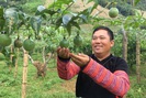 Bước tiến mới trong sản xuất nông nghiệp ở huyện vùng cao Vân Hồ