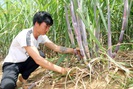 Sơn La: Một nông dân thu 200 triệu mỗi năm nhờ trồng mía