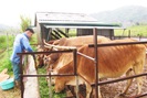 Nậm Nhùn phát triển chăn nuôi đại gia súc theo hướng bền vững