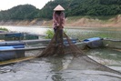 Hoà Bình: Giải pháp tốt sau vụ cá chết hàng loạt tại huyện Đà Bắc