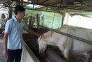 Nông dân Tây Bắc: Nông dân Lai Châu kiếm bộn tiền nhờ nuôi ngựa bạch