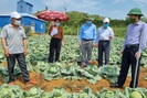 Nông thôn Tây Bắc: HTX Thanh Sơn liên kết sản xuất rau sạch