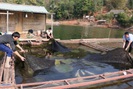 Nuôi cá lồng trên lòng hồ thủy điện Sơn La, người dân bản Ít có thu nhập ổn định 