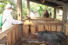 Điện Biên: Phòng, chống dịch bệnh trên đàn gia súc, gia cầm