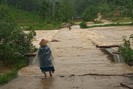 Hàng trăm hecta hoa màu, cây trồng của nông dân Bình Định bị ngập, đổ ngã do mưa lũ