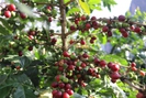 Quả sai chi chít, giá tăng, nông dân trồng cà phê "trúng lớn"