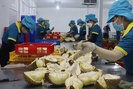 Bình Phước có 5 vườn trồng, 300ha sầu riêng được xuất khẩu chính ngạch sang Trung Quốc