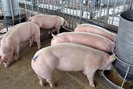 Giá lợn hơi tiếp tục lên nhanh, thị trường hướng tới mốc 70.000 đồng/kg