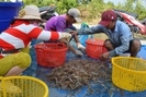 Cà Mau: Nông dân huyện U Minh được vụ mùa tôm càng xanh