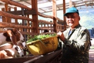 Sơn La: Nông dân thu nhập cao từ chăn nuôi gia súc, gia cầm