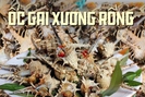 Loại ốc nổi tiếng của Phú Quốc giá không hề rẻ, 270.000 đồng/kg nhưng ai ăn cũng thích
