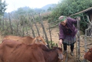 Hỗ trợ bò ở Sa Pa: UBND tỉnh Lào Cai chỉ đạo nóng