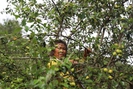 Bắc Yên - Sơn La: Từ vựa thuốc phiện thành vùng cây ăn quả 