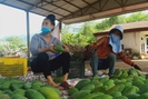 Yên Châu: Cùng nông dân phát triển kinh tế