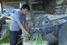 Nông dân vùng cao Lai Châu phòng chống rét, đói cho gia súc