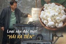 Một thị trấn ở Trung Quốc dùng loại 'sâu đặc biệt' để hái ra tiền