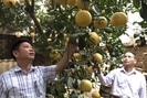 HTX nông nghiệp Yên Bài:

Nâng cao chất lượng, giá trị sản phẩm nông nghiệp