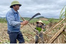 Vụ mía buồn ở Đắk Lắk