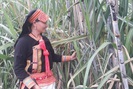 Nông thôn Tây Bắc: Hiệu quả liên kết trồng mía ở Phong Thổ