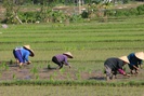 Nông dân huyện Mai Châu: Bảo vệ cây trồng trong giá rét