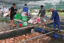 Nuôi loài cá toàn thân màu hồng, tung thức ăn cá quẫy ầm ầm, một ông nông dân Quảng Nam có của ăn của để