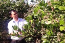 Bình Phước: Tại sao nông dân trồng điều phải xử lý cho cây rụng lá, giữ lại lá khô làm gì?