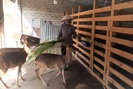 Lai Châu: Vốn hội giúp nông dân làm giàu từ nuôi hươu sinh sản