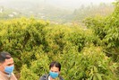 Bắc Giang: Người trồng vải thiều kêu trời vì giá phân bón tăng chóng mặt