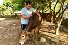 Lão nông vùng cao thu nhập tốt nhờ nuôi bò sinh sản kết hợp vỗ béo