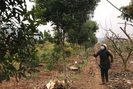 Sơn La: Phòng trừ sâu, bệnh cho 80.000 ha cây ăn quả