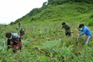 Sìn Hồ: Thoát nghèo nhờ trồng cây dược liệu