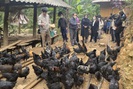 Hiệu quả mô hình nuôi gà đen H'Mông thương phẩm thả vườn, đồi theo hướng an toàn sinh học ở vùng cao Sơn La