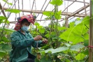 Nông thôn Tây Bắc: Phụ nữ Mai Sơn phát huy hiệu quả nguồn vốn  tín dụng vay ưu đãi