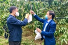 Nông dân Sơn La phấn đấu "mặc áo" cho 15 triệu trái cây