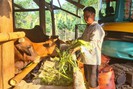 Sơn La: Nông dân nuôi bò gầy thành béo, thu trăm triệu mỗi năm 
