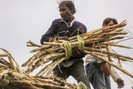 Sau lúa mì, Ấn Độ sắp hạn chế xuất khẩu đường